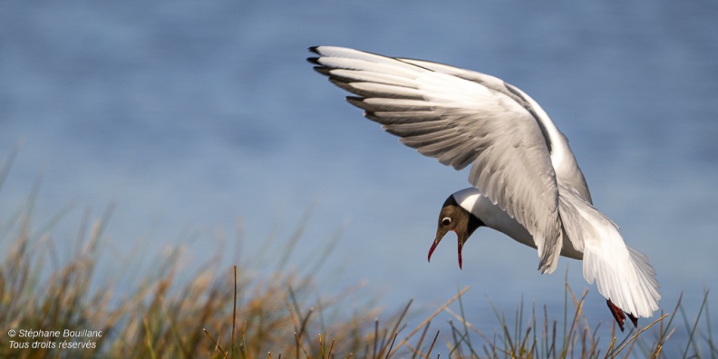 Mouette rieuse (Chroicocephalus ridibundus - Black-headed Gull)