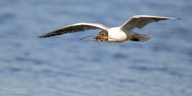 Mouette rieuse (Chroicocephalus ridibundus - Black-headed Gull)