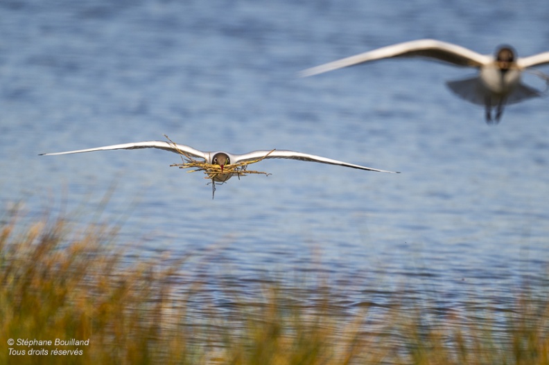 Mouette rieuse (Chroicocephalus ridibundus - Black-headed Gull)