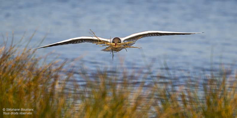 Mouette rieuse (Chroicocephalus ridibundus - Black-headed Gull)