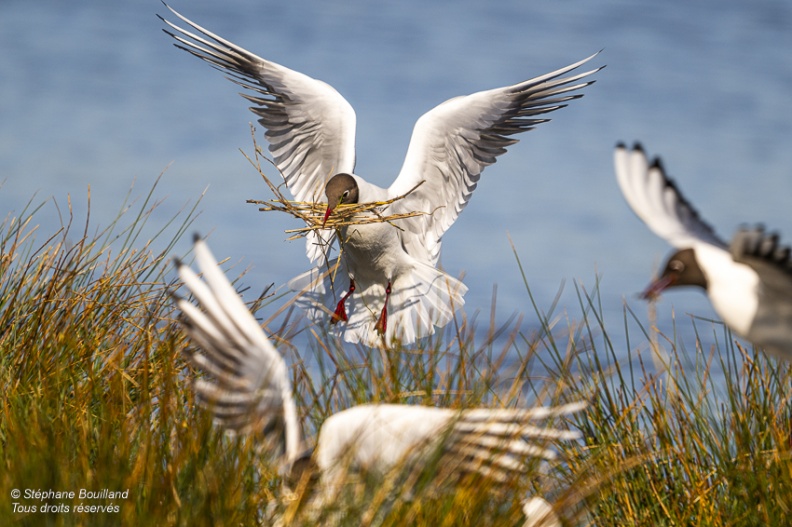 Mouette rieuse (Chroicocephalus ridibundus - Black-headed Gull)