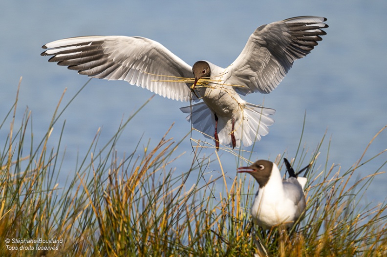 Mouette rieuse (Chroicocephalus ridibundus - Black-headed Gull)