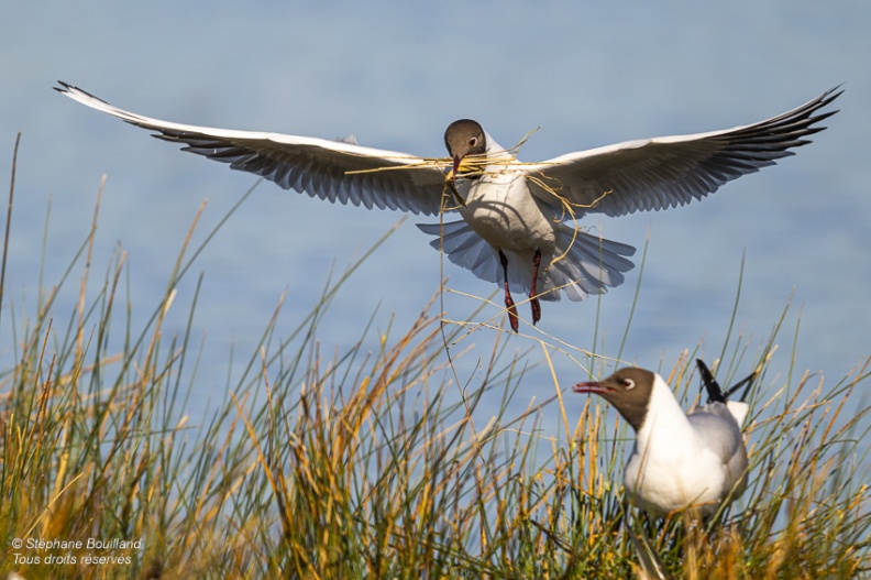 Mouette rieuse (Chroicocephalus ridibundus - Black-headed Gull)