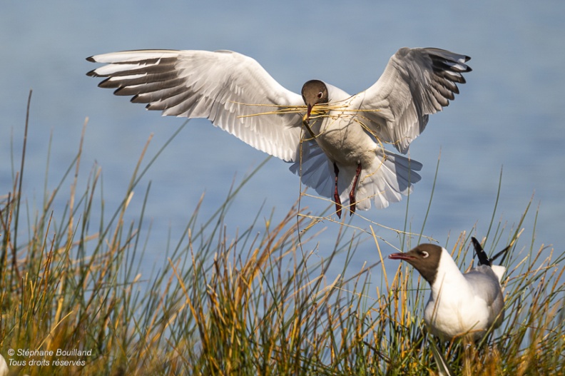 Mouette rieuse (Chroicocephalus ridibundus - Black-headed Gull)