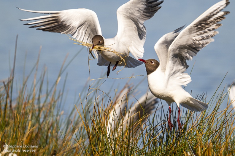 Mouette rieuse (Chroicocephalus ridibundus - Black-headed Gull)