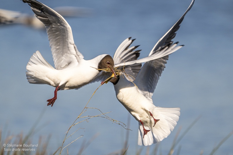 Mouette rieuse (Chroicocephalus ridibundus - Black-headed Gull)