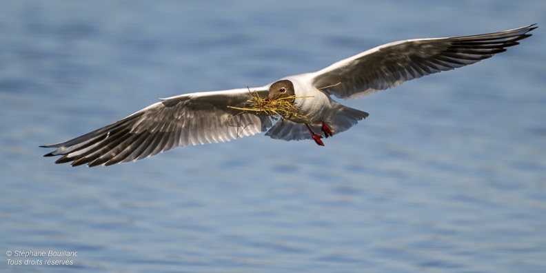 Mouette rieuse (Chroicocephalus ridibundus - Black-headed Gull)