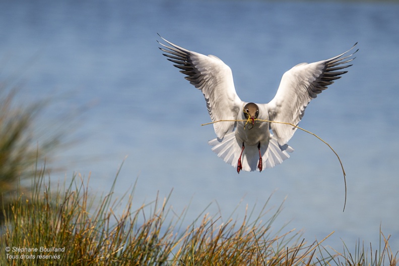 Mouette rieuse (Chroicocephalus ridibundus - Black-headed Gull)