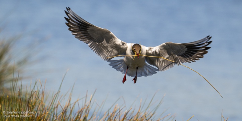 Mouette rieuse (Chroicocephalus ridibundus - Black-headed Gull)