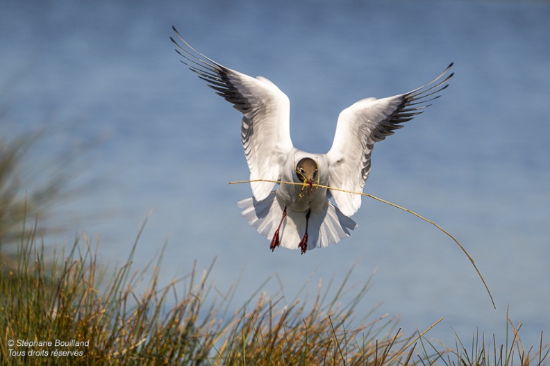 Mouette rieuse (Chroicocephalus ridibundus - Black-headed Gull)