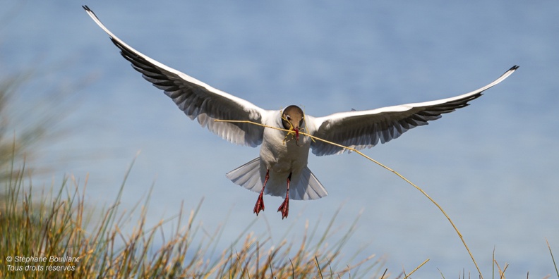 Mouette rieuse (Chroicocephalus ridibundus - Black-headed Gull)