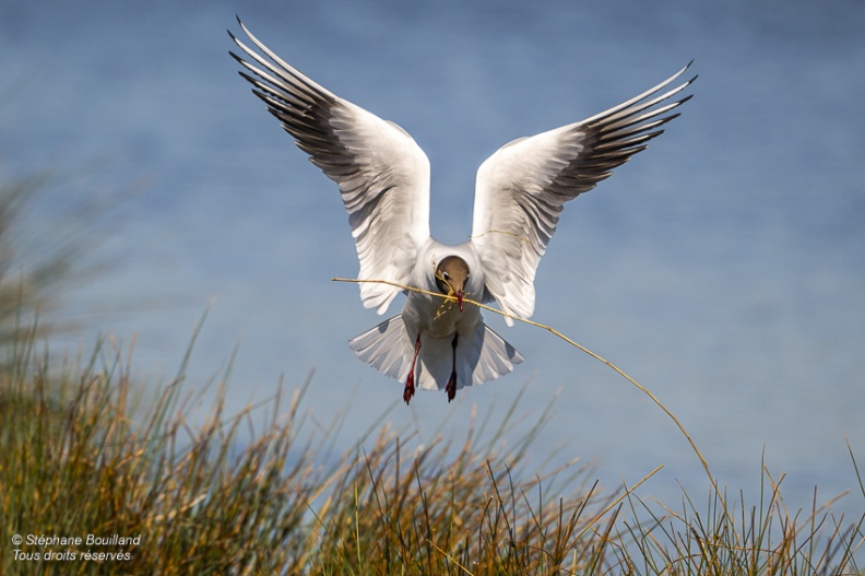 Mouette rieuse (Chroicocephalus ridibundus - Black-headed Gull)