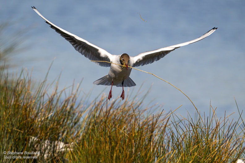 Mouette rieuse (Chroicocephalus ridibundus - Black-headed Gull)