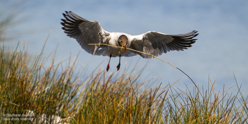 Mouette rieuse (Chroicocephalus ridibundus - Black-headed Gull)