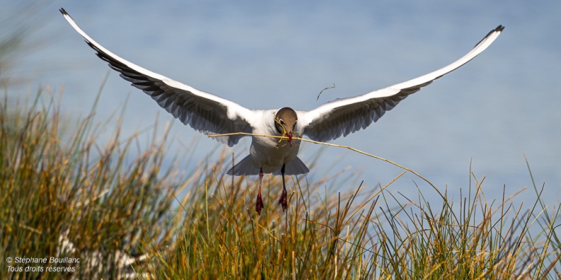 Mouette rieuse (Chroicocephalus ridibundus - Black-headed Gull)