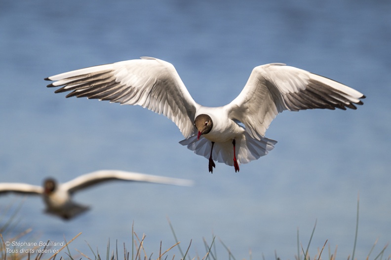 Mouette rieuse (Chroicocephalus ridibundus - Black-headed Gull)