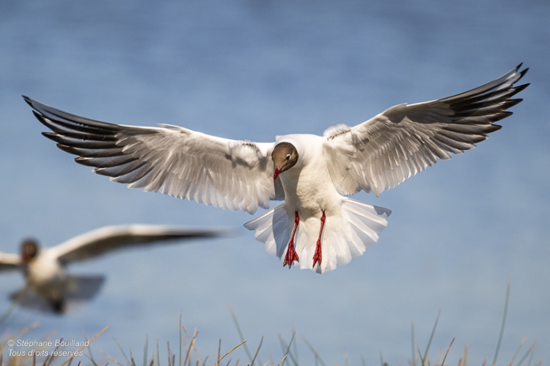 Mouette rieuse (Chroicocephalus ridibundus - Black-headed Gull)