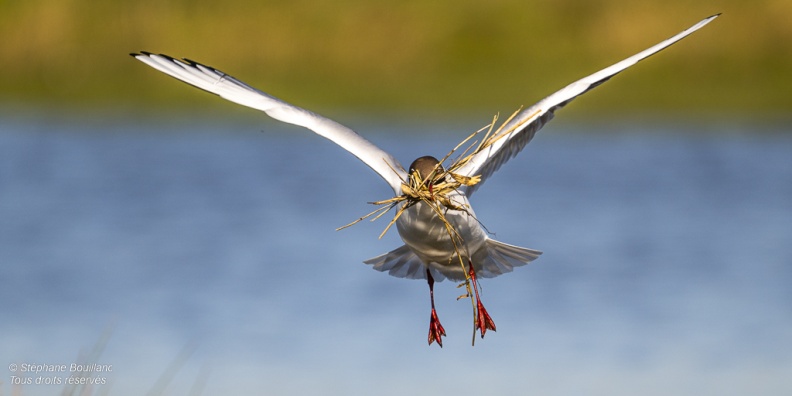 Mouette rieuse (Chroicocephalus ridibundus - Black-headed Gull)