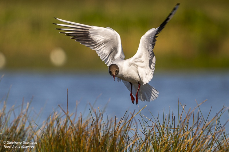 Mouette rieuse (Chroicocephalus ridibundus - Black-headed Gull)