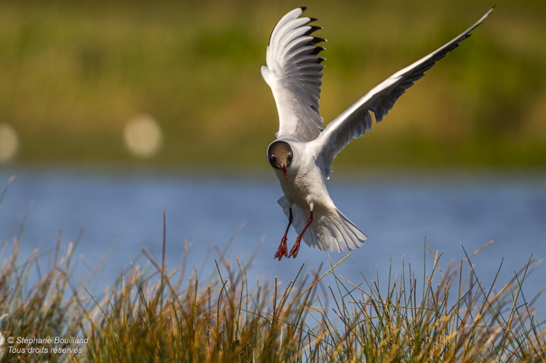 Mouette rieuse (Chroicocephalus ridibundus - Black-headed Gull)