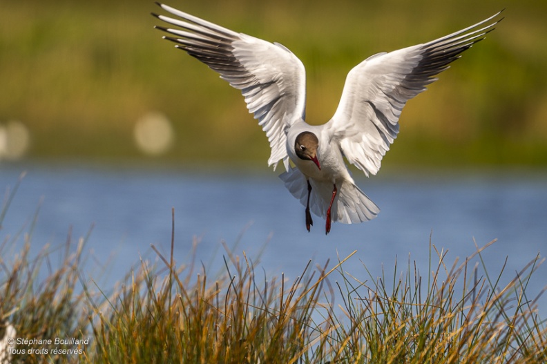 Mouette rieuse (Chroicocephalus ridibundus - Black-headed Gull)