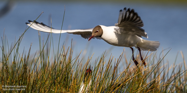 Mouette rieuse (Chroicocephalus ridibundus - Black-headed Gull)