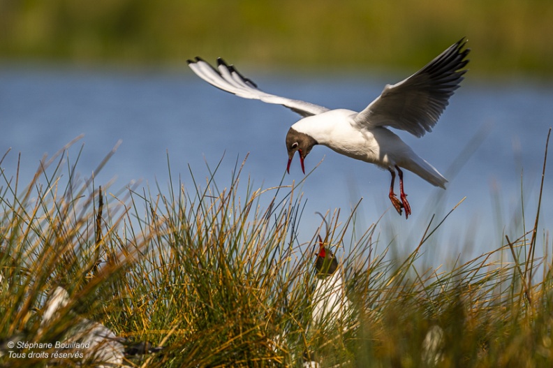 Mouette rieuse (Chroicocephalus ridibundus - Black-headed Gull)