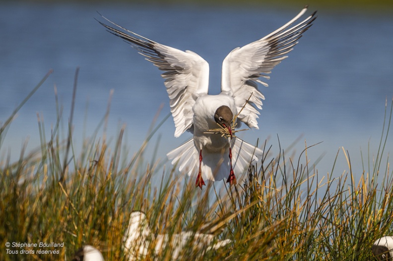 Mouette rieuse (Chroicocephalus ridibundus - Black-headed Gull)