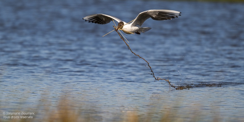 Mouette rieuse (Chroicocephalus ridibundus - Black-headed Gull)