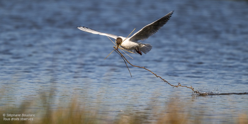 Mouette rieuse (Chroicocephalus ridibundus - Black-headed Gull)