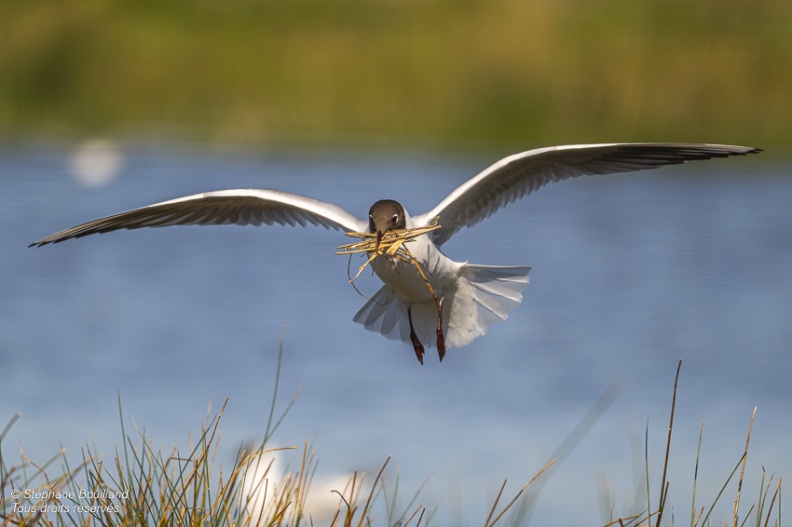 Mouette rieuse (Chroicocephalus ridibundus - Black-headed Gull)