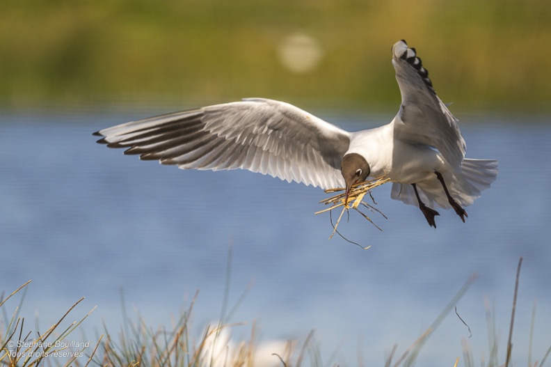 Mouette rieuse (Chroicocephalus ridibundus - Black-headed Gull)