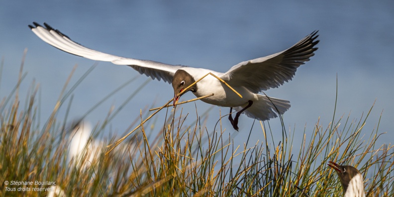 Mouette rieuse (Chroicocephalus ridibundus - Black-headed Gull)