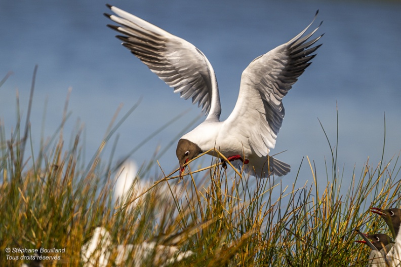 Mouette rieuse (Chroicocephalus ridibundus - Black-headed Gull)