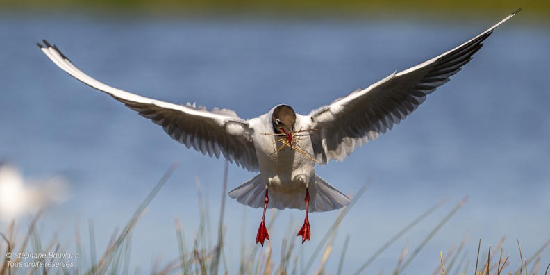 Mouette rieuse (Chroicocephalus ridibundus - Black-headed Gull)