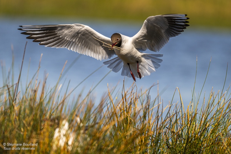 Mouette rieuse (Chroicocephalus ridibundus - Black-headed Gull)