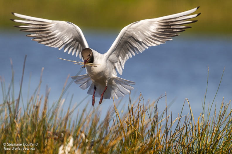 Mouette rieuse (Chroicocephalus ridibundus - Black-headed Gull)