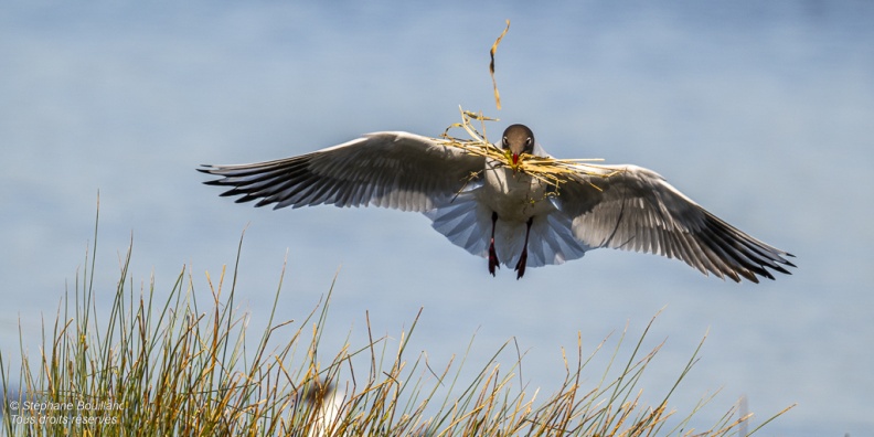 Mouette rieuse (Chroicocephalus ridibundus - Black-headed Gull)