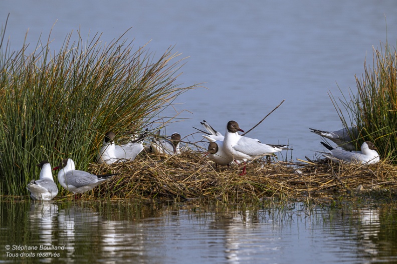 Mouette rieuse (Chroicocephalus ridibundus - Black-headed Gull)