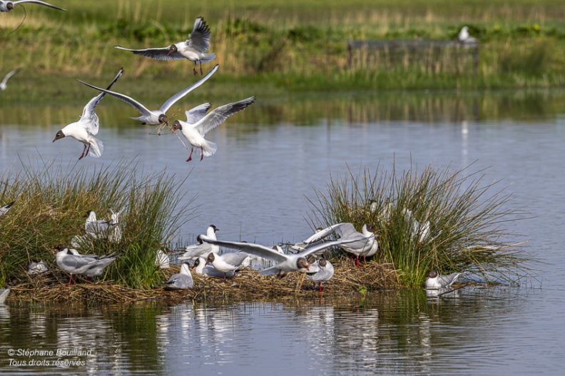 Mouette rieuse (Chroicocephalus ridibundus - Black-headed Gull)