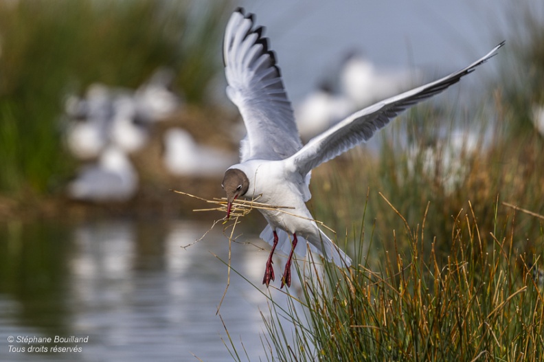 Mouette rieuse (Chroicocephalus ridibundus - Black-headed Gull)