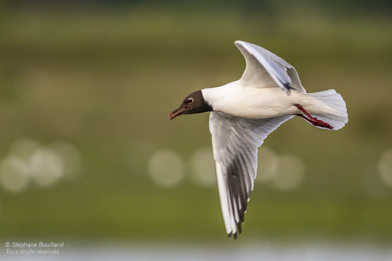 Mouette rieuse (Chroicocephalus ridibundus - Black-headed Gull)