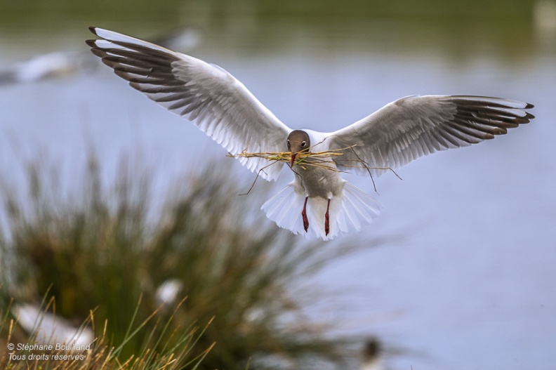 Mouette rieuse (Chroicocephalus ridibundus - Black-headed Gull)