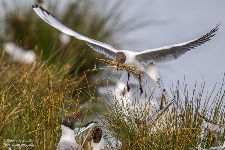 Mouette rieuse (Chroicocephalus ridibundus - Black-headed Gull)