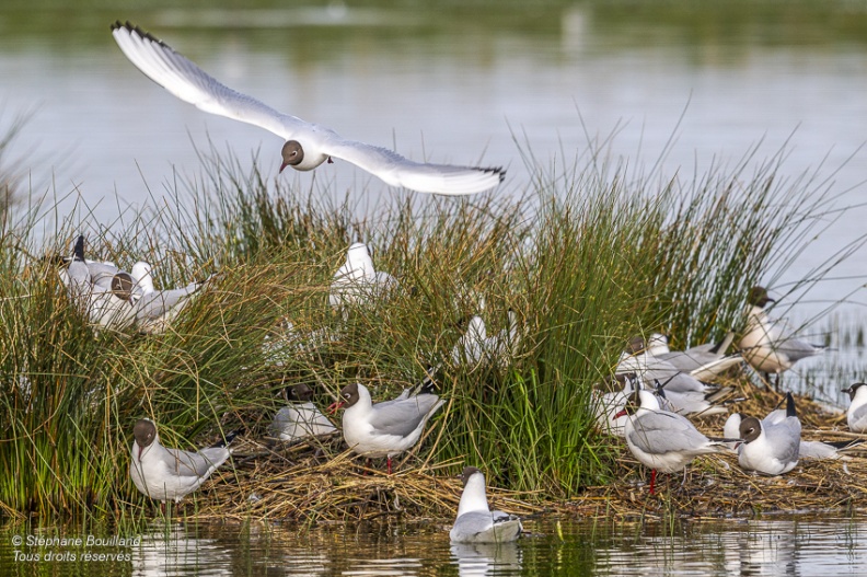 Mouette rieuse (Chroicocephalus ridibundus - Black-headed Gull)