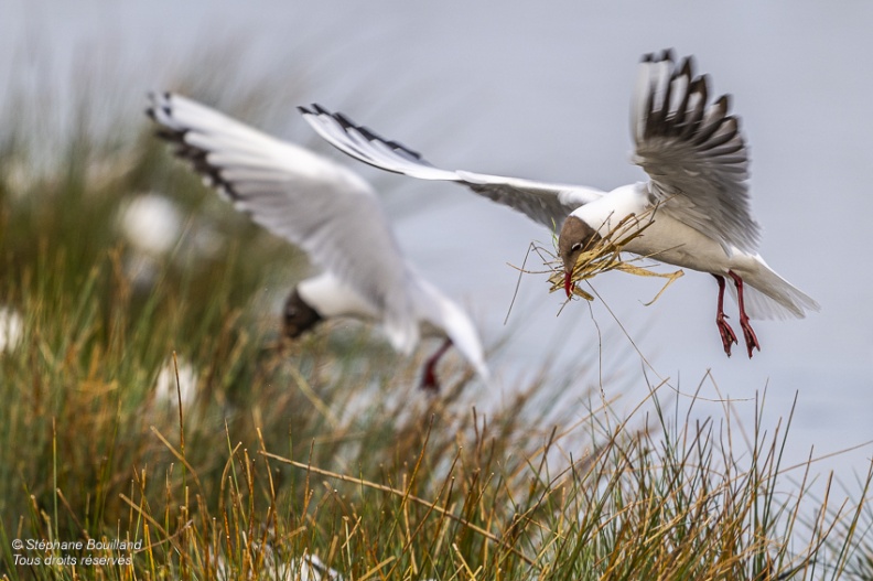 Mouette rieuse (Chroicocephalus ridibundus - Black-headed Gull)