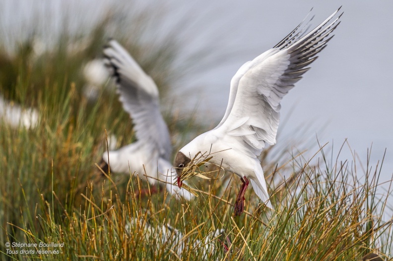 Mouette rieuse (Chroicocephalus ridibundus - Black-headed Gull)