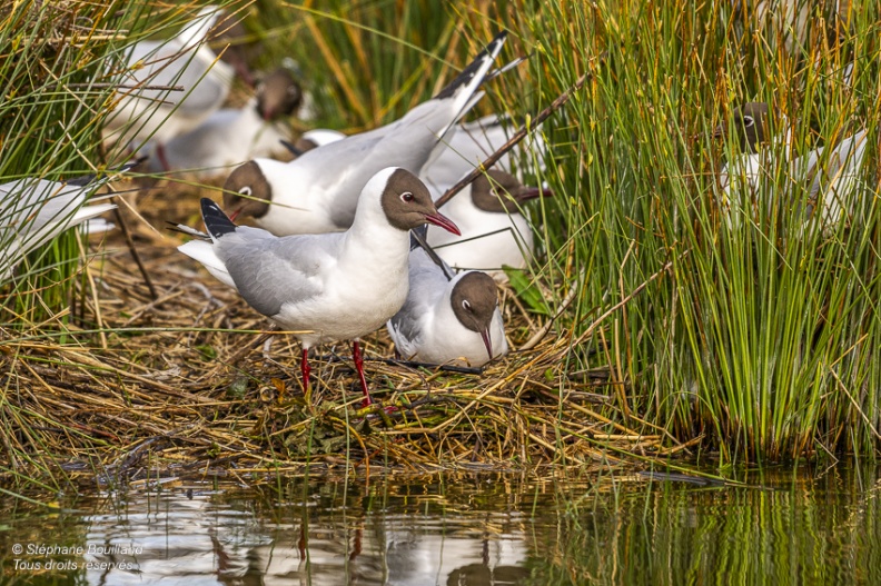 Mouette rieuse (Chroicocephalus ridibundus - Black-headed Gull)