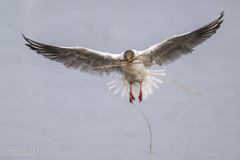 Mouette rieuse (Chroicocephalus ridibundus - Black-headed Gull)