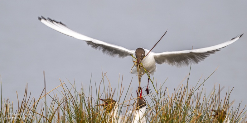 Mouette rieuse (Chroicocephalus ridibundus - Black-headed Gull)